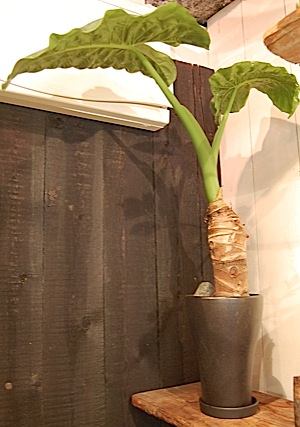  Alocasia odora.tle.jpg