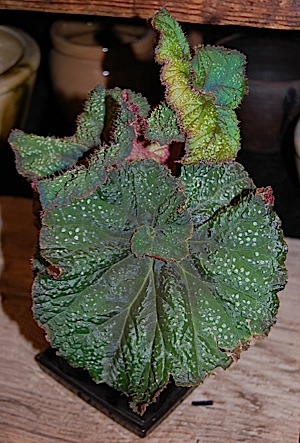  Begonia0.tle.jpg