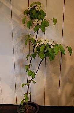  Benthamidia japonica,tle.jpg