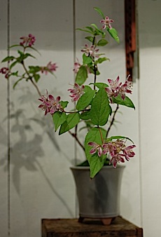  Deutzia,tle.jpg