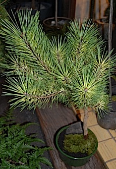  Pinus.s.tle.jpg