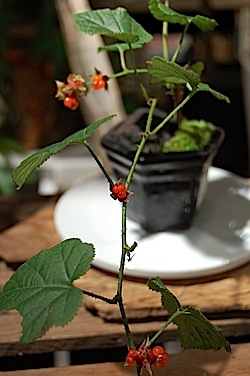  Rubus buergeri.tle.jpg