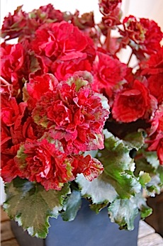 0415begonia-h.jpg