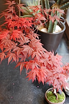 0418momiji-h.jpg