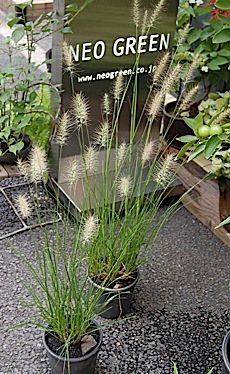 0902pennisetum-h.jpg