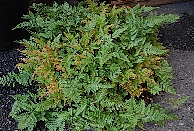 091104-h.jpg