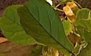100727^s.jpg