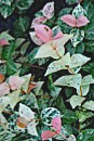100825.s.jpg