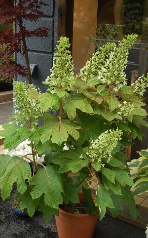 110603^h.jpg
