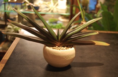 ガステリア・聖牛殿 - Collection : コレクション - NEO GREEN : ネオ