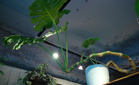 観葉植物/モンステラ：アダンソニー モンステラ アダンソニー】 H約190cmW約85cm 木質化した幹立ちの