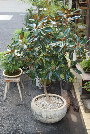 タイサンボク　リトルジェム タイサンボク リトルジェム タイサンボク：リトルジェム 3.5号ポット