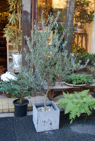 オリーブ・マンザニロ - Collection : コレクション - NEO GREEN