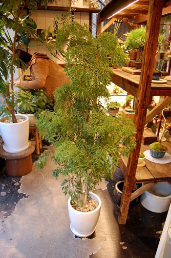 ポリシャス・フルチコーサ - Collection : コレクション - NEO GREEN