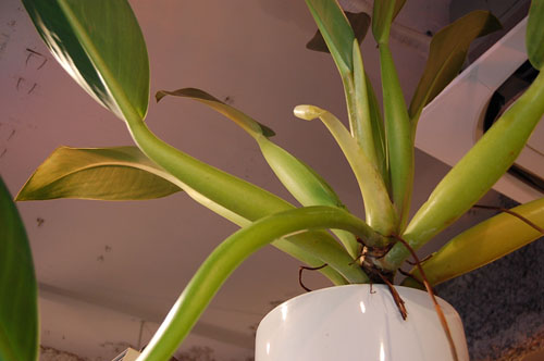 フィロデンドロン　キャニフォリウム　(キャニフォリウム)　大型　希少　送料無料 フィロデンドロン キャニフォリウム (キャニフォリウム) 大型