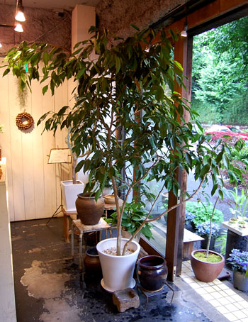 フィカス・ストリクタ - Collection : コレクション - NEO GREEN