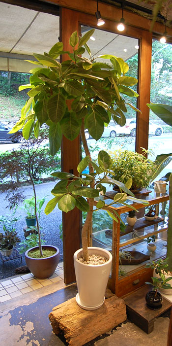 フィカス・アルテシマ - Collection : コレクション - NEO GREEN