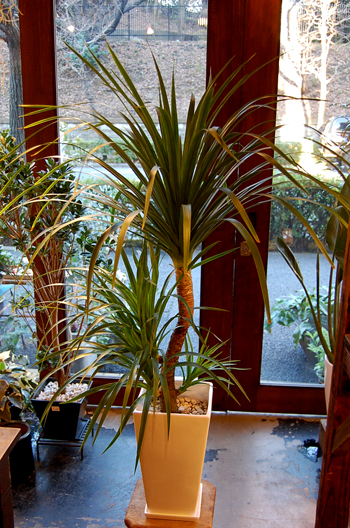 ドラセナ・カンボジアーナ - Collection : コレクション - NEO