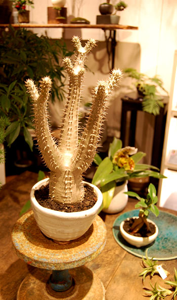 パキポディウム・ロスラーツム - Collection : コレクション - NEO