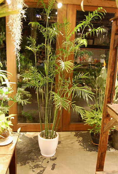 セフリジヤシ　♻️リユース観葉植物 楽天市場】セフリジヤシ 10号 セフリジー 大鉢 観葉植物