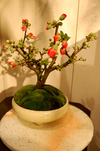 ボケ・昭和錦 - Collection : コレクション - NEO GREEN : ネオグリーン