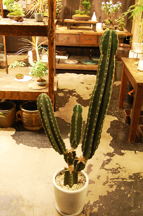 刺無し柱サボテン - Collection : コレクション - NEO GREEN : ネオ