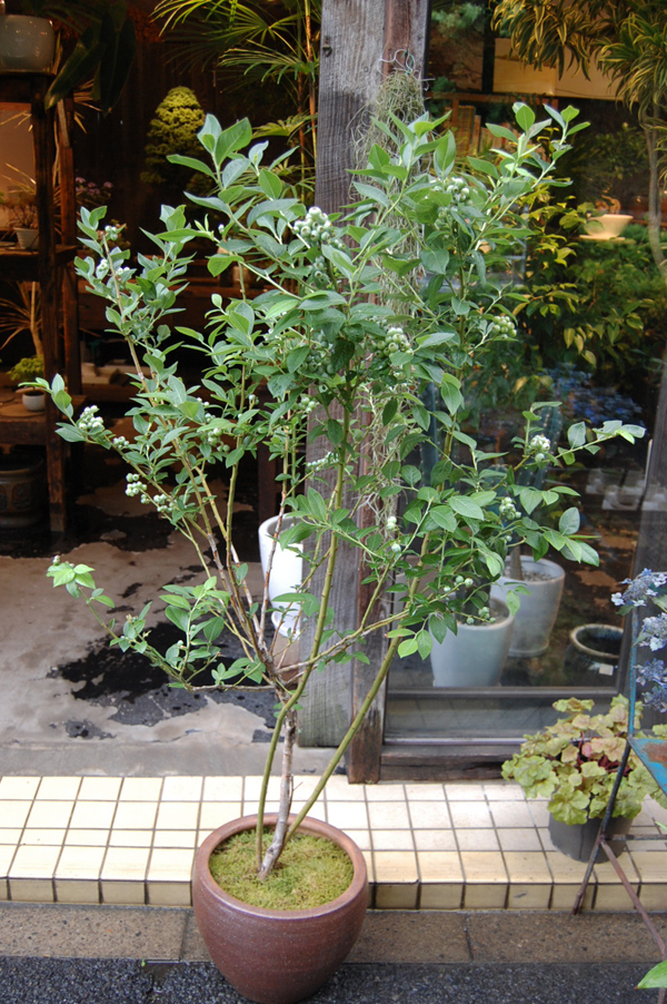 ブルーベリー・ブリジッタ - Collection : コレクション - NEO GREEN