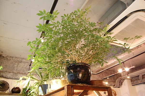 シェフレラ専用 植物 / 植え込み】4号 シェフレラコンパクタ ・ アーバンプランター