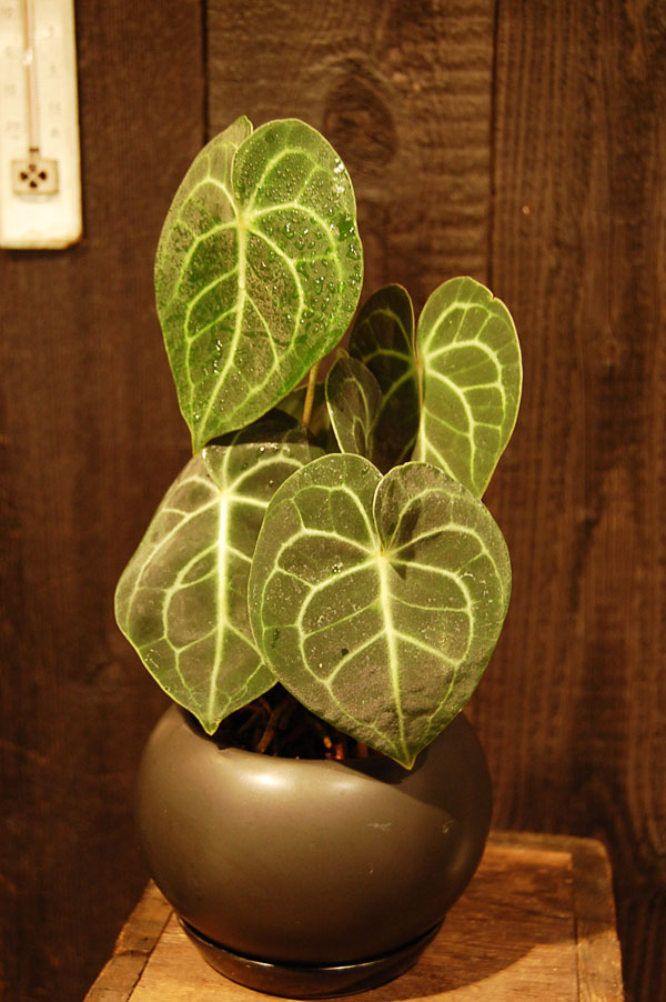 瓶ごと　アンスリウム　クラリネルビウム アンスリウム クラリネルビウム | GREEN LUCK