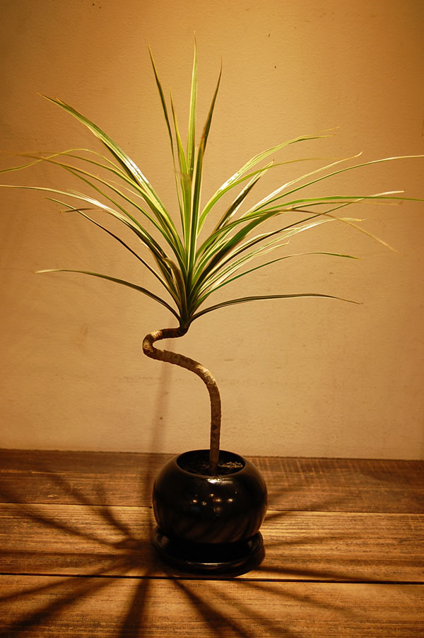 観葉植物】コンシンネ ホワイトホリー 受皿付