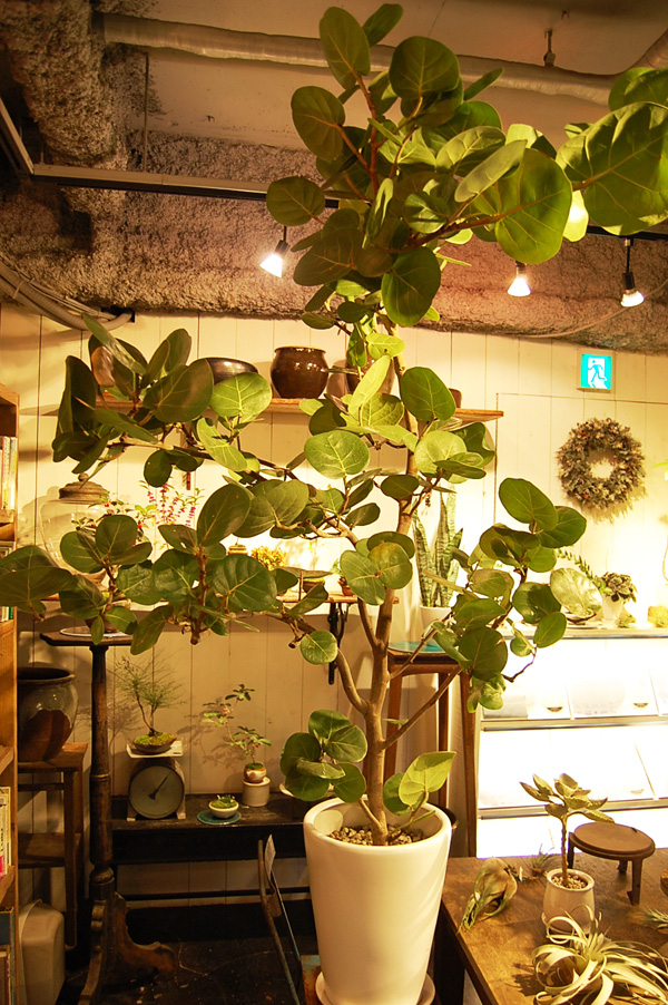 シーグレープ 観葉植物 現品 海葡萄 シーグレープ 曲がり 3番 観葉植物