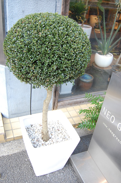 ツゲ・トピアリー - Collection : コレクション - NEO GREEN : ネオ