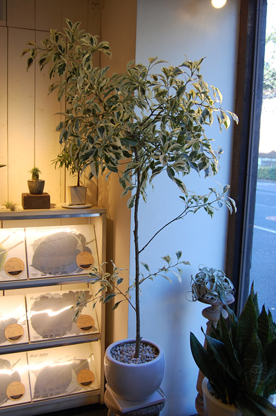 枝垂れガジュマル・斑入り - Collection : コレクション - NEO