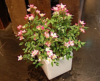 2010.05.23.jpg
