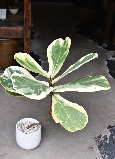 専用　フィカスリラータ斑入り　ficus LYRATA variegated