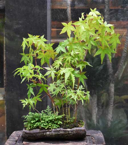 20250519m.JPG