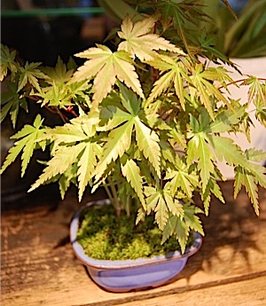 Acer palmatum var.  matsumurae.jpg