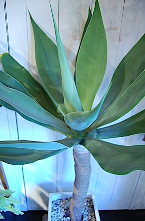 Agave attenuata.jpg