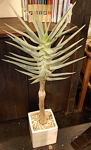 Aloe dichotoma.tle.jpg