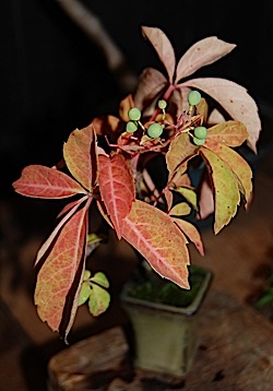 American ivy.tle.jpg