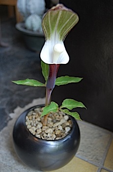 Arisaema sikokianum.jpg