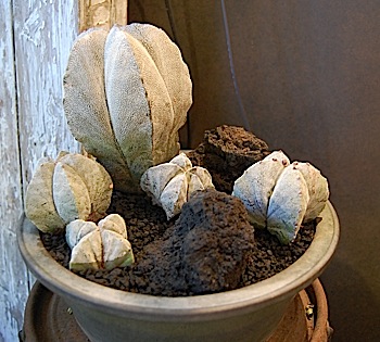 Astrophytum.1.tle.jpg