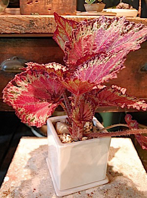 Begonia Rex.jpg