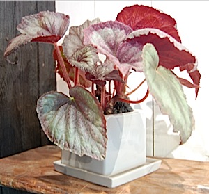 Begonia.tle.jpg