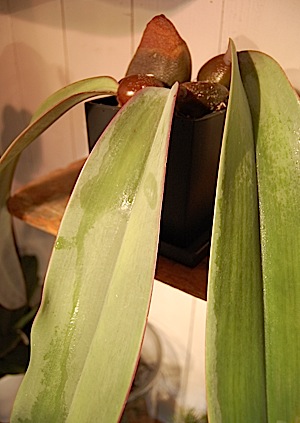 Bulbophyllum.tle.jpg