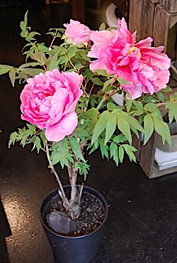 Camellia 2.tle.jpg