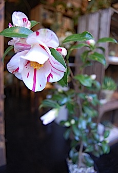 Camellia.tle.jpg