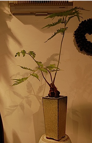 Cyathea spinulosa.tle.jpg