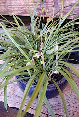 Cymbidium goeringii.jpg