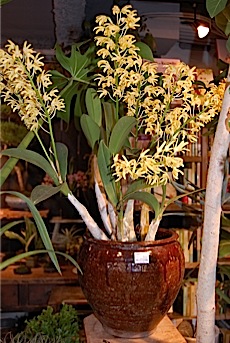 Dendrobium.jpg